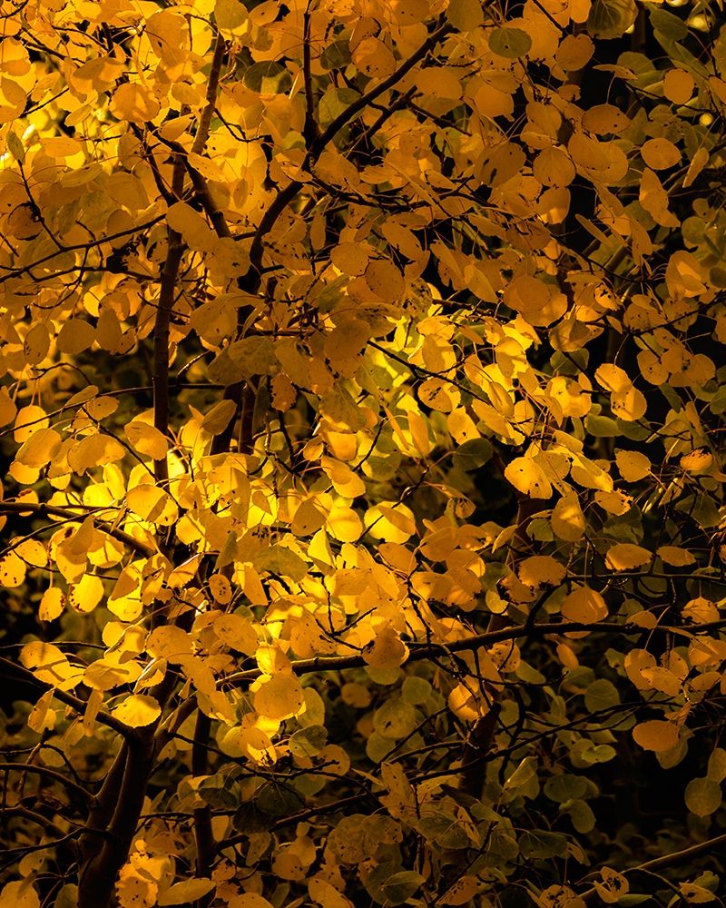 Arizona-Flagstaff Aspen tree leaves in at sunset art print by Jaynes Gallery for $57.95 CAD